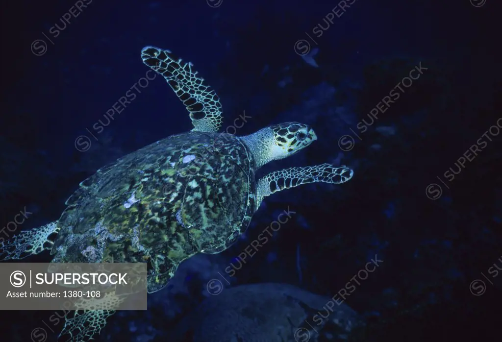 High angle view of a sea turtle swimming underwater