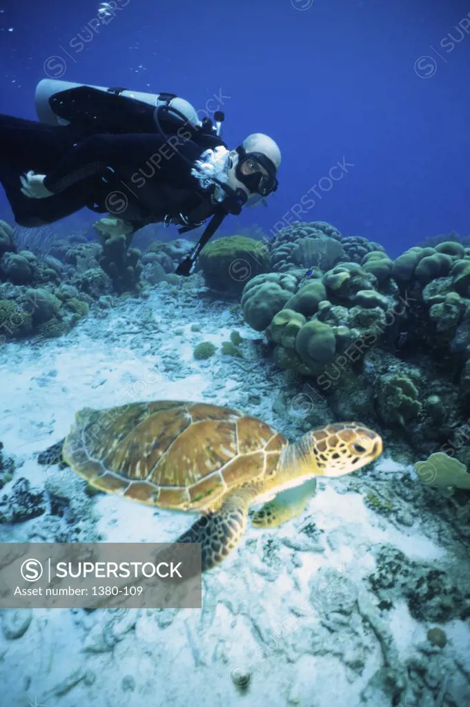 High angle view of a sea turtle and a scuba diver underwater