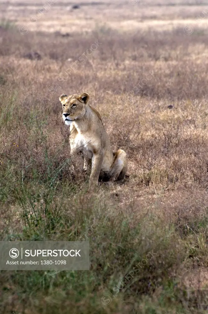 African lioness (Panthera leo) in a field, Ngorongoro Conservation Area, Tanzania