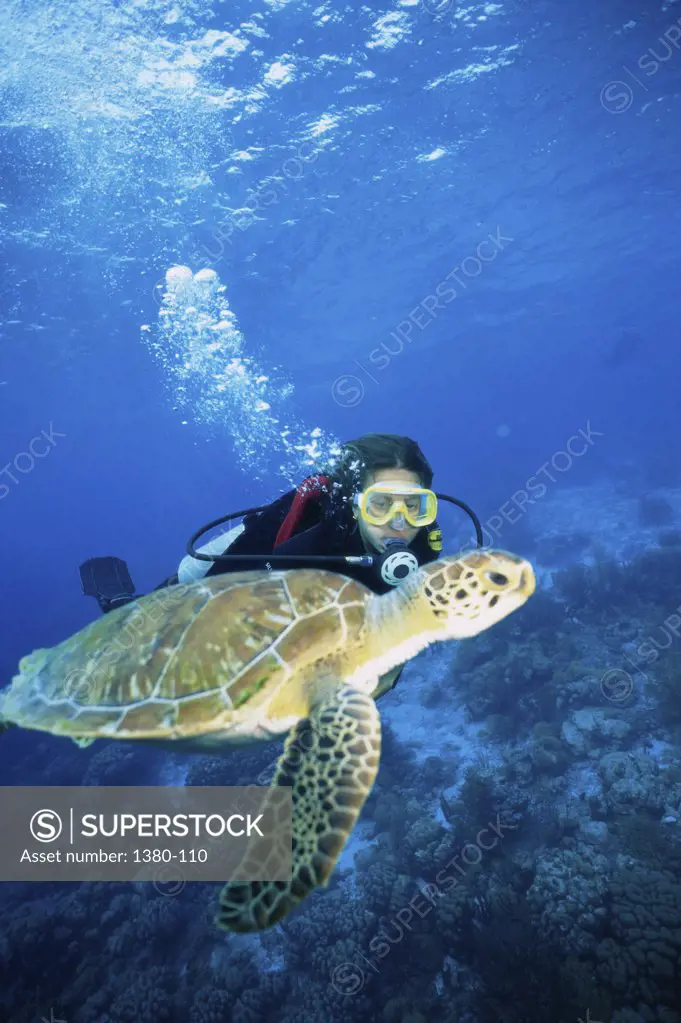 Close-up of sea turtle and a scuba diver underwater