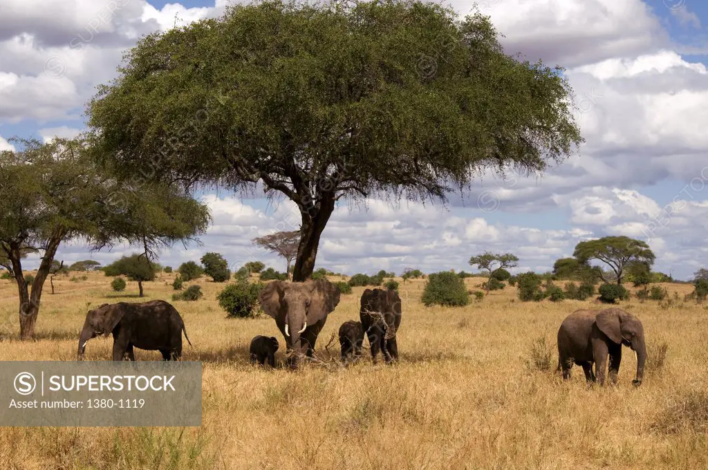 African elephants (Loxodonta africana) in a field, Tarangire National Park, Tanzania