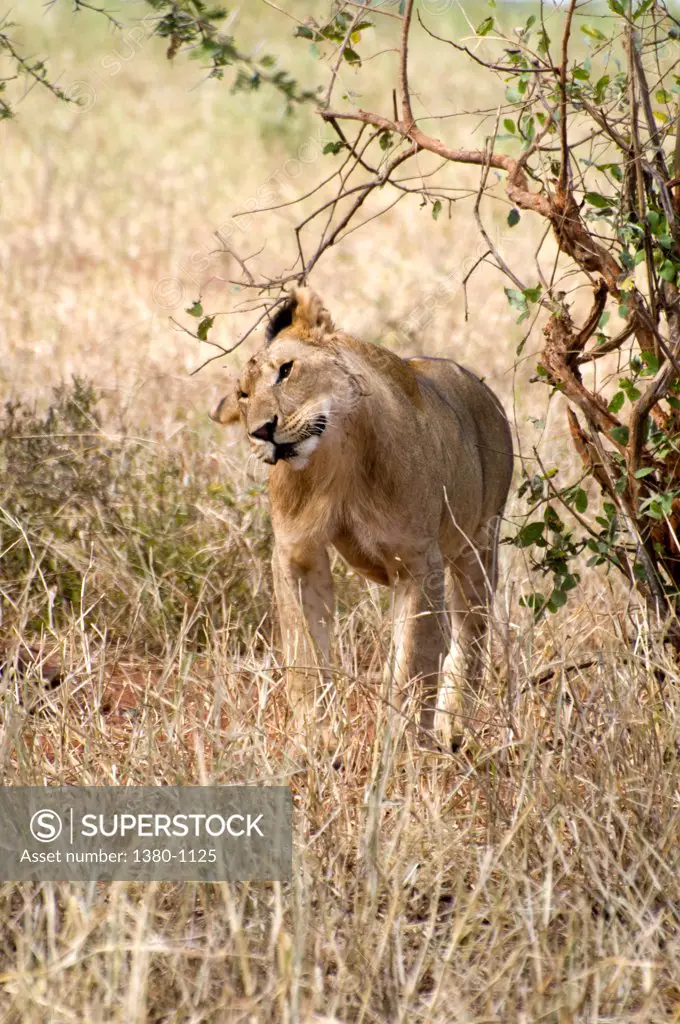 Lion (Panthera leo) in a field, Tarangire National Park, Tanzania