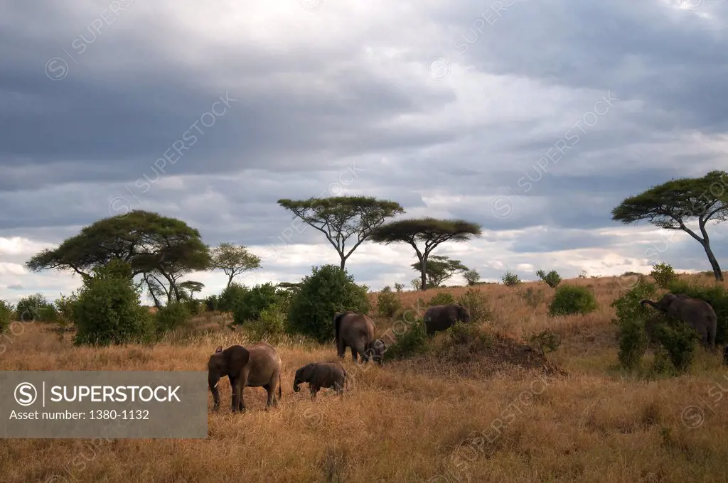 Family of African elephants (Loxodonta africana) in a field, Tarangire National Park, Tanzania