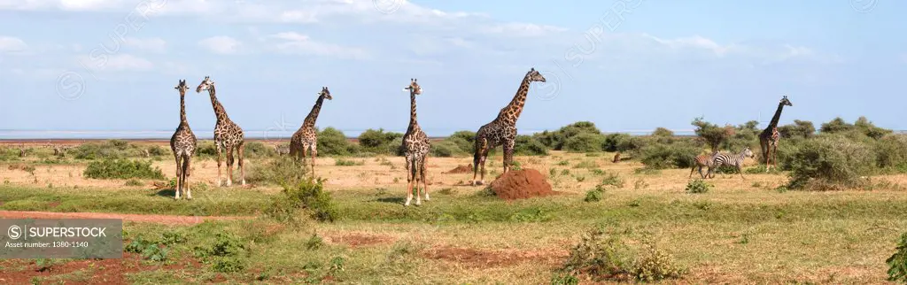 Herd of Giraffes (Giraffa camelopardalis) in a field, Lake Manyara National Park, Tanzania