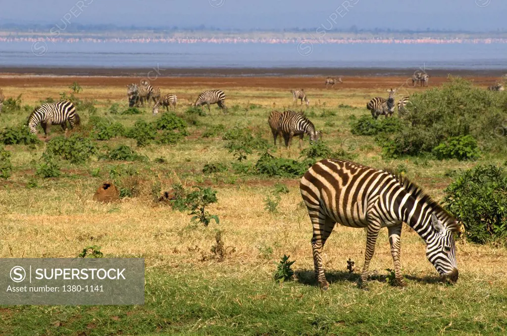 Herd of Zebras grazing in a field, Lake Manyara National Park, Tanzania