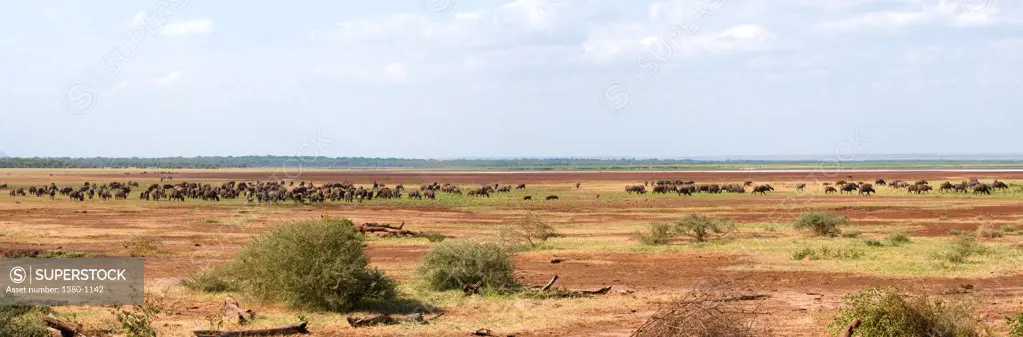 Herd of Cape buffaloes (Syncerus caffer) in a field, Lake Manyara National Park, Tanzania