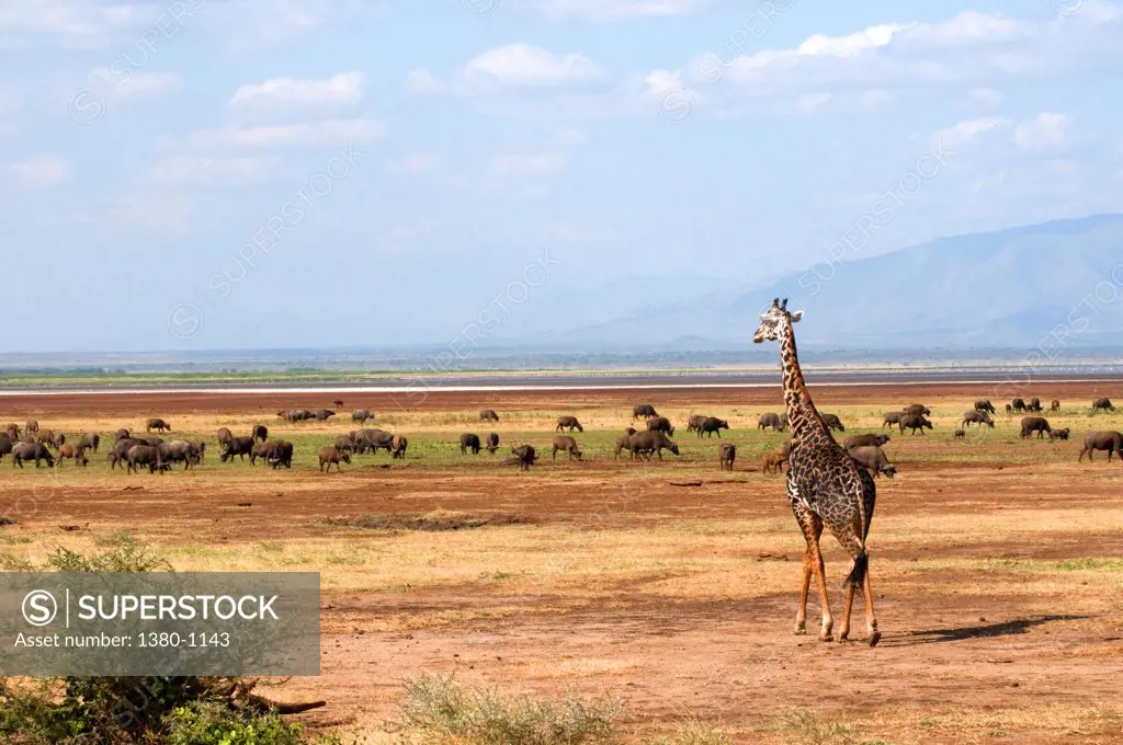 Giraffe (Giraffa camelopardalis) walking in a field, Lake Manyara National Park, Tanzania