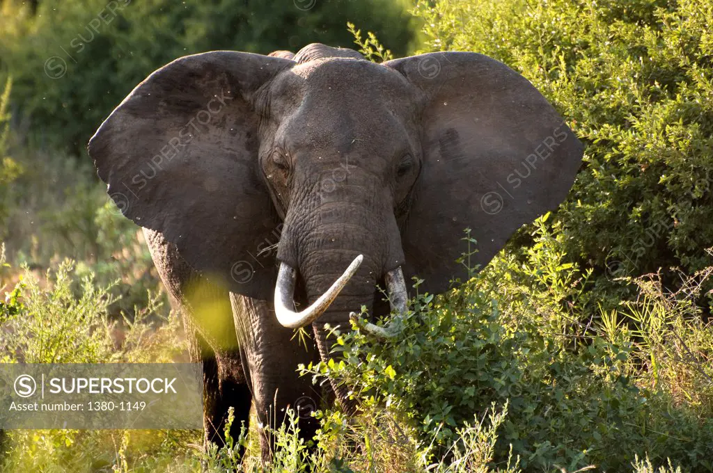 African elephant (Loxodonta africana) in a field, Lake Manyara National Park, Tanzania