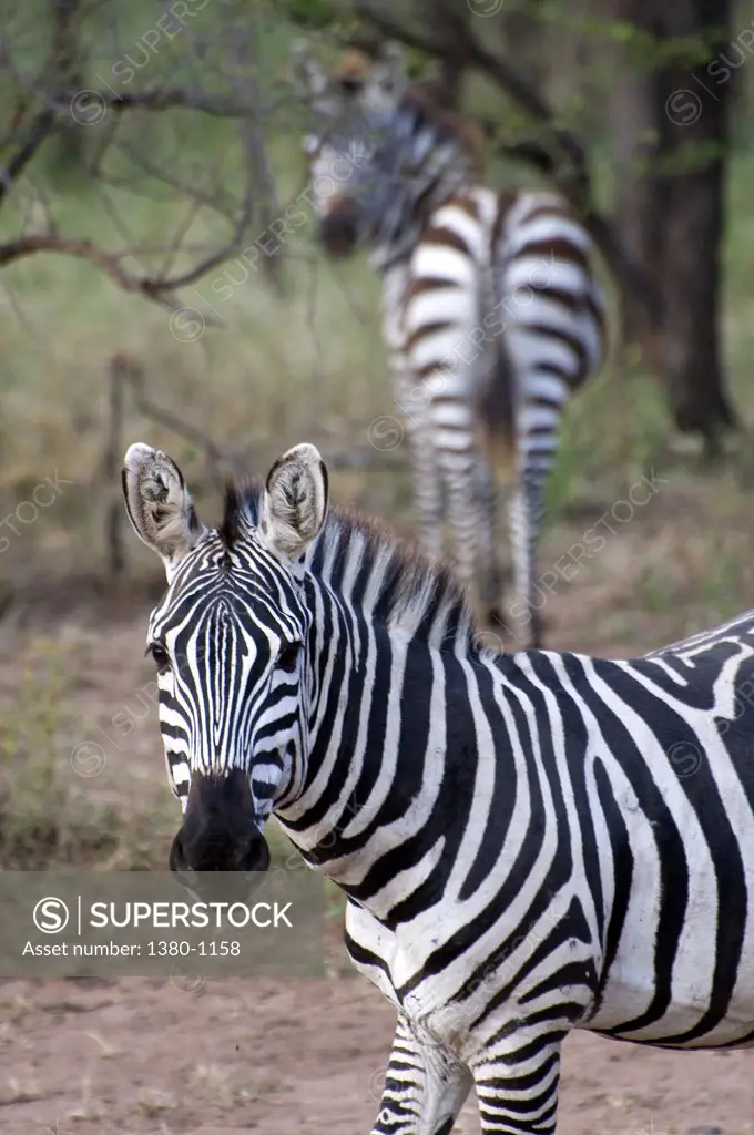 Zebras in a forest, Serengeti National Park, Tanzania