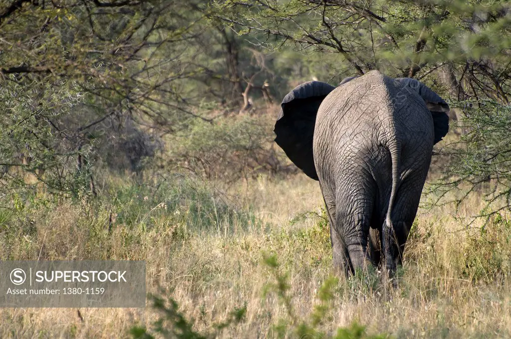 African elephant (Loxodonta africana) walking in a forest, Serengeti National Park, Tanzania