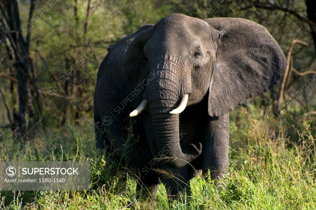 African elephant (Loxodonta africana) in a forest, Serengeti National Park, Tanzania