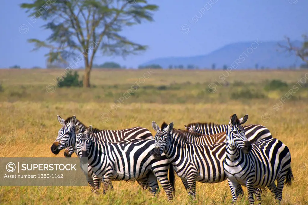Herd of Zebras standing in a field, Serengeti National Park, Tanzania