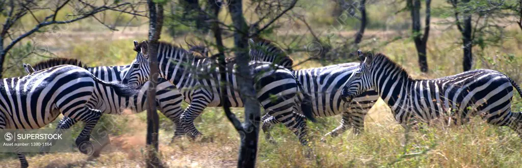 Herd of Zebras running in a forest, Serengeti National Park, Tanzania