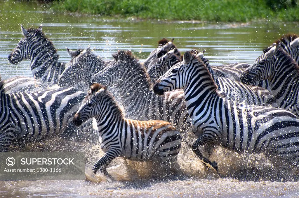 Herd of Zebras running through water, Serengeti National Park, Tanzania