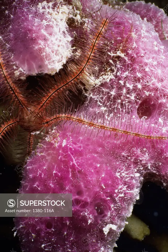 Close-up of a Brittle Star