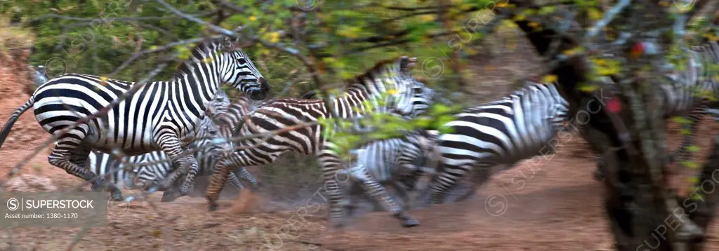 Herd of Zebras running in a forest, Serengeti National Park, Tanzania