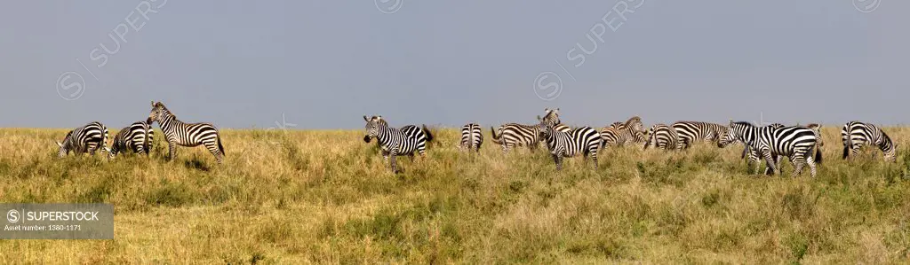 Herd of Zebras grazing in a field, Serengeti National Park, Tanzania