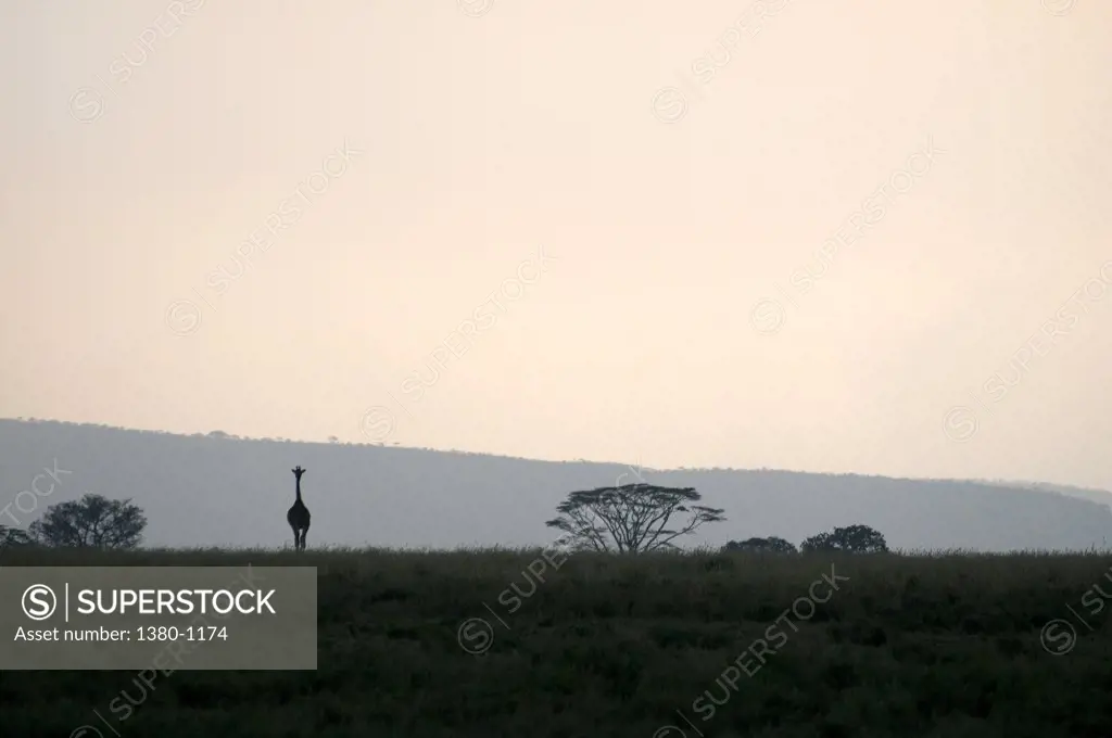 Masai giraffe (Giraffa camelopardalis tippelskirchi) standing in a field, Serengeti National Park, Tanzania