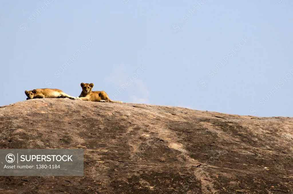 African lion cubs (Panthera leo) resting on a rock, Serengeti National Park, Tanzania