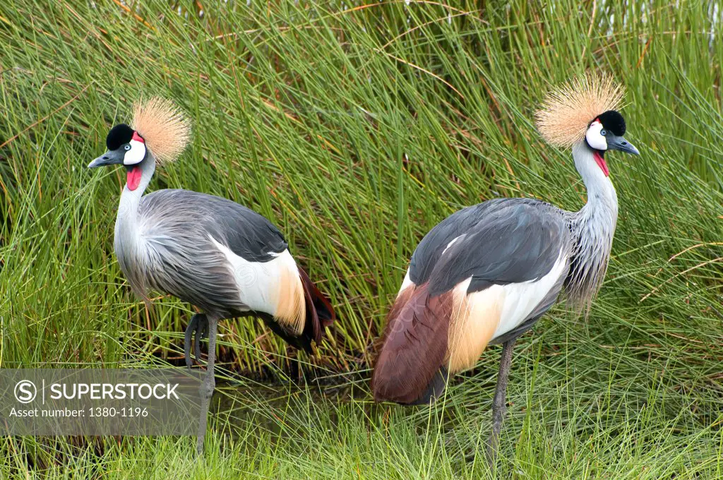 Pair of Grey Crowned cranes (Balearica regulorum) in grass, Arusha National Park, Tanzania