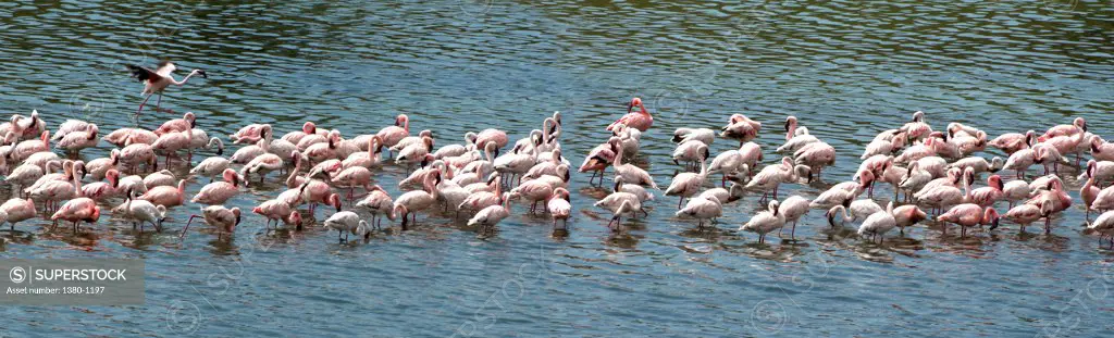 Flock of Flamingoes (Phoenicopterus ruber roseus) in water, Arusha National Park, Tanzania