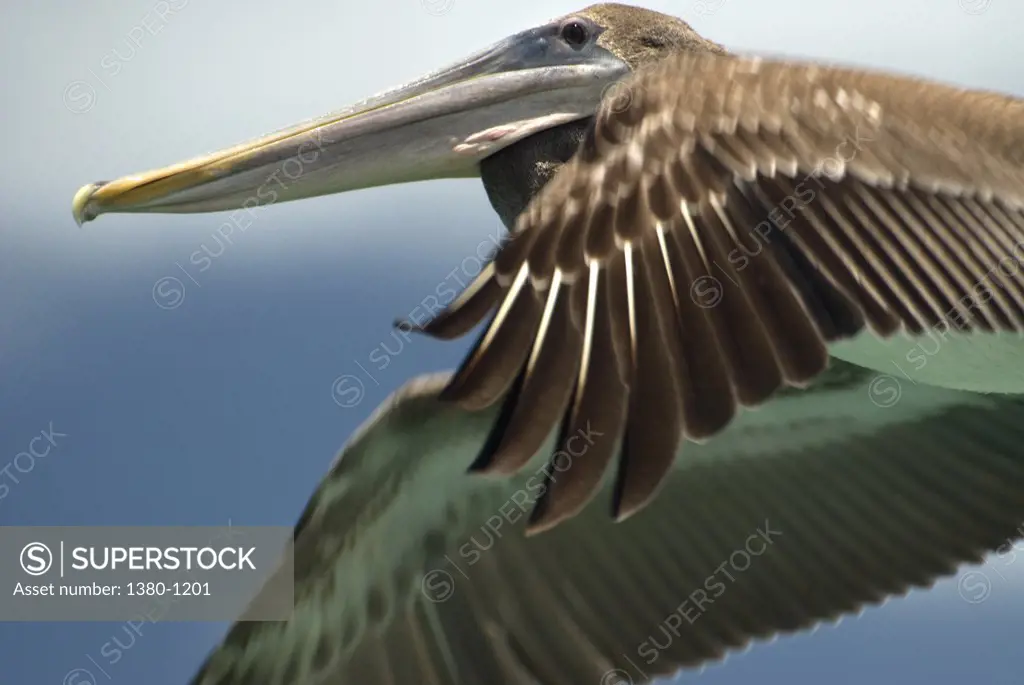 Pelican flying in air, Los Roques National Park, Los Roques, Venezuela