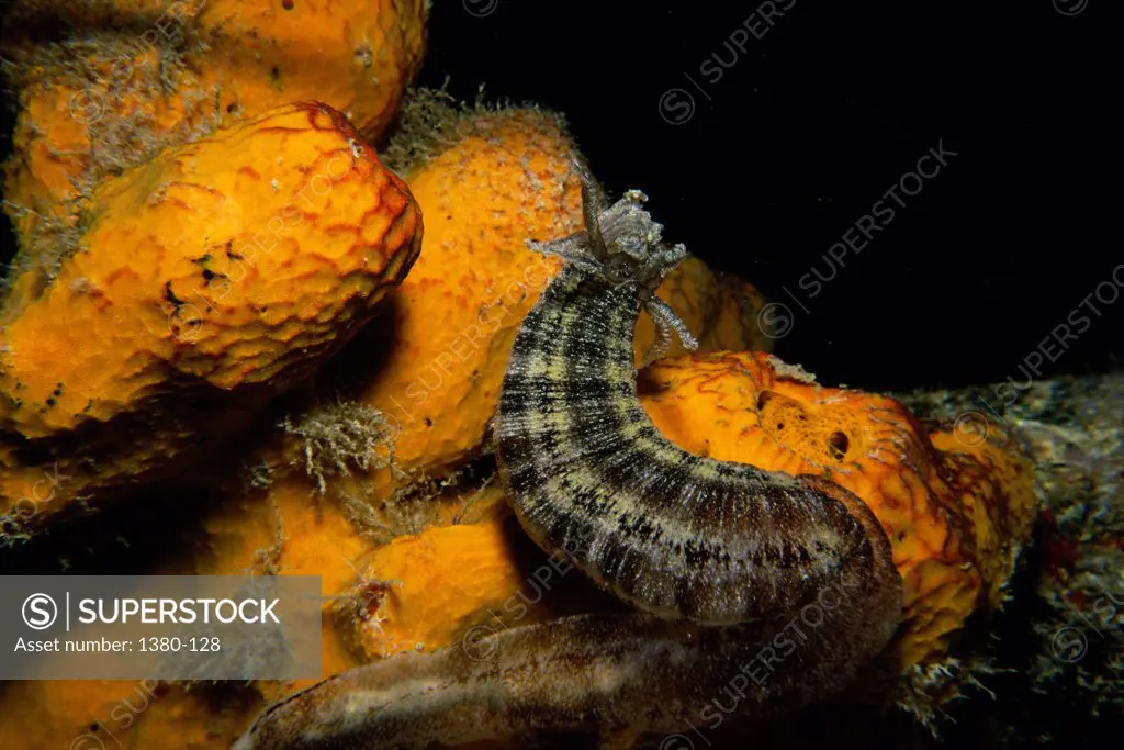 Close-up of Sea Cucumber (Synaptula Media)