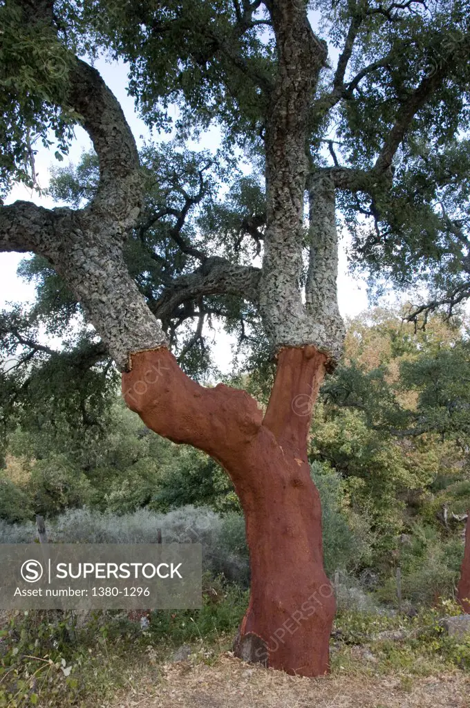 Spain, Andalusia, Cork oak