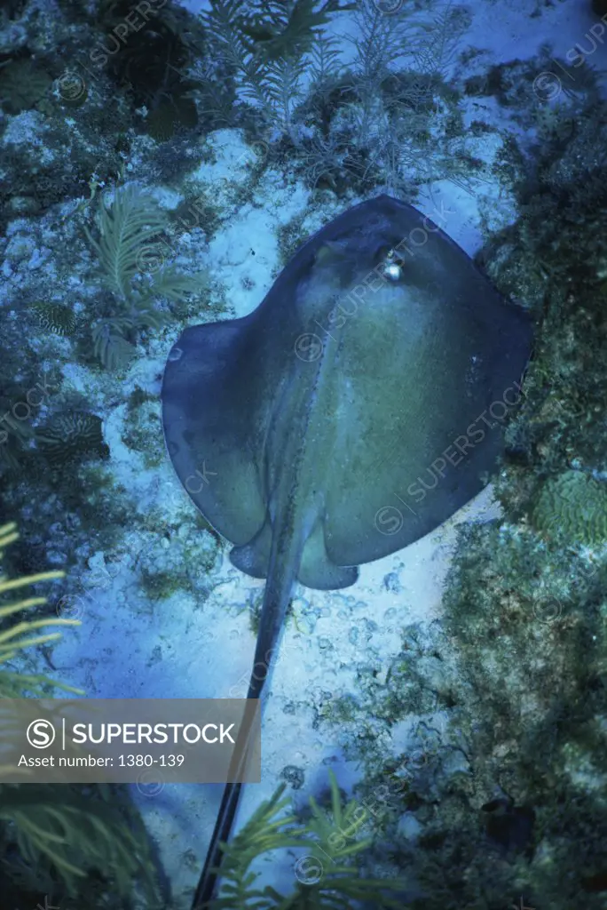 High angle view of a stingray underwater