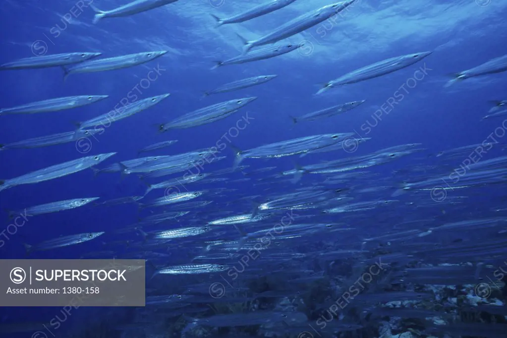 Close-up of a school of barracuda swimming underwater