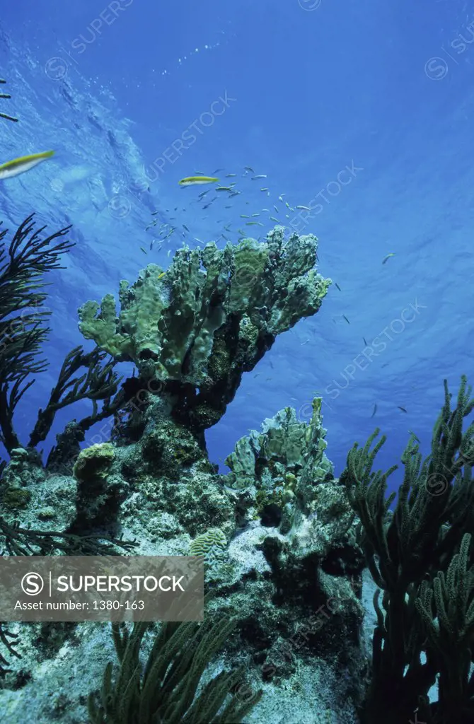 A coral reef in the sea