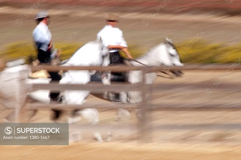 Jockeys riding horses in a sports race, Los Alburejos Farm, Jerez De La Frontera, Cadiz Province, Andalusia, Spain