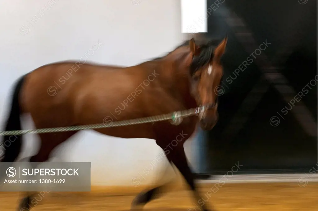 Horse running, Ronda, Malaga, Andalusia, Spain