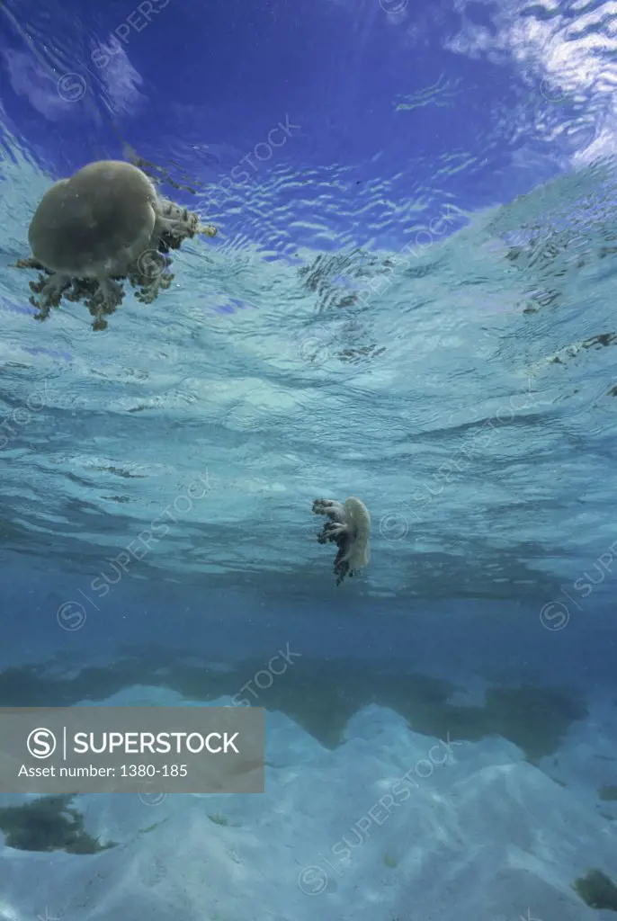 Low angle view of two Mangrove Jellyfish swimming underwater (Cassioppea xamachana)
