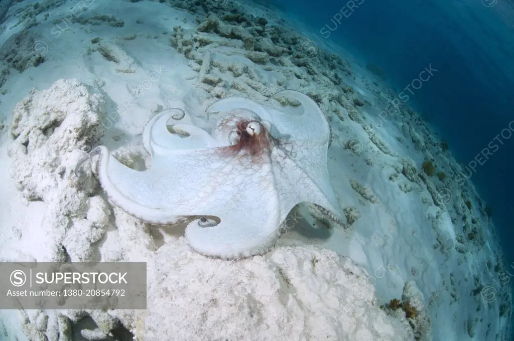 Octopus spreading its tentacles. Bonaire, Dutch Caribbean
