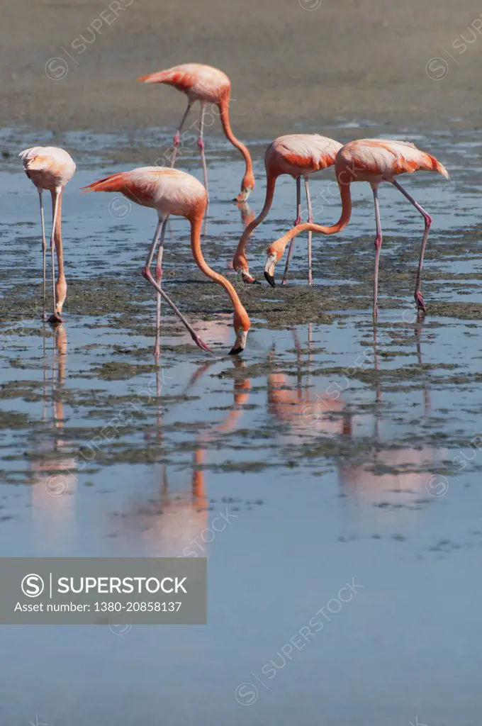 Flamingos in the lagoon. Bonaire, Dutch Caribbean