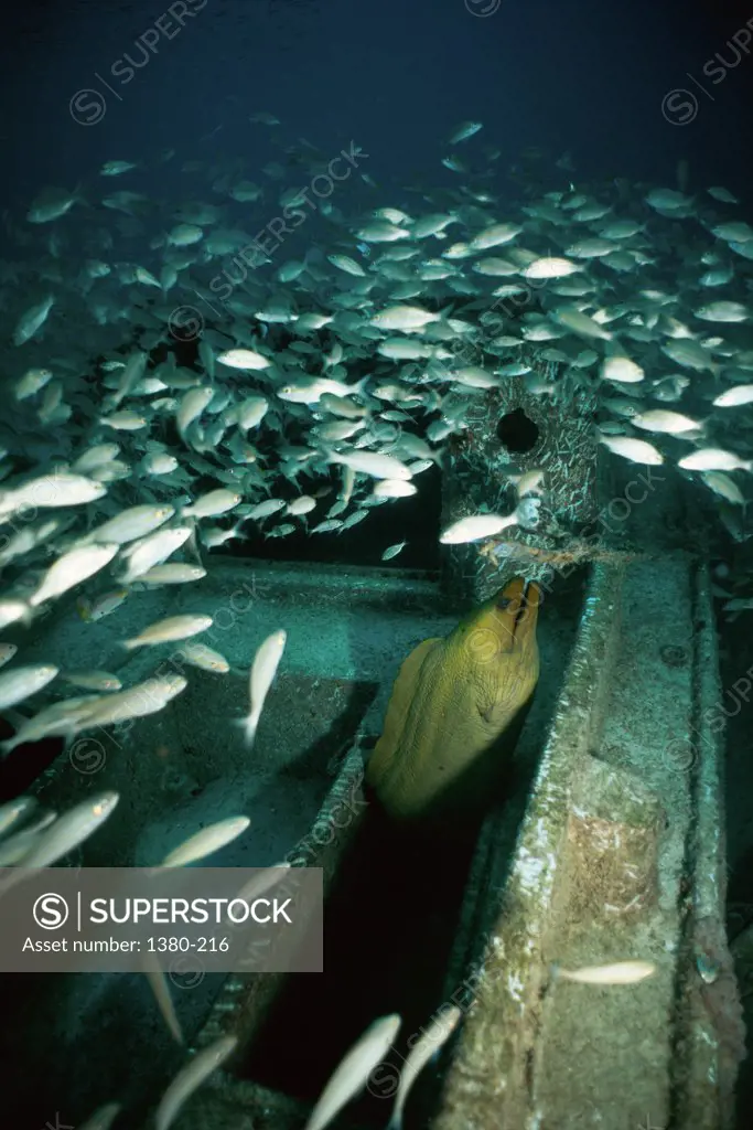 High angle view of a school of Green Moray Eel swimming underwater, Los Roques, Venezuela (Gymnothorax funebris)