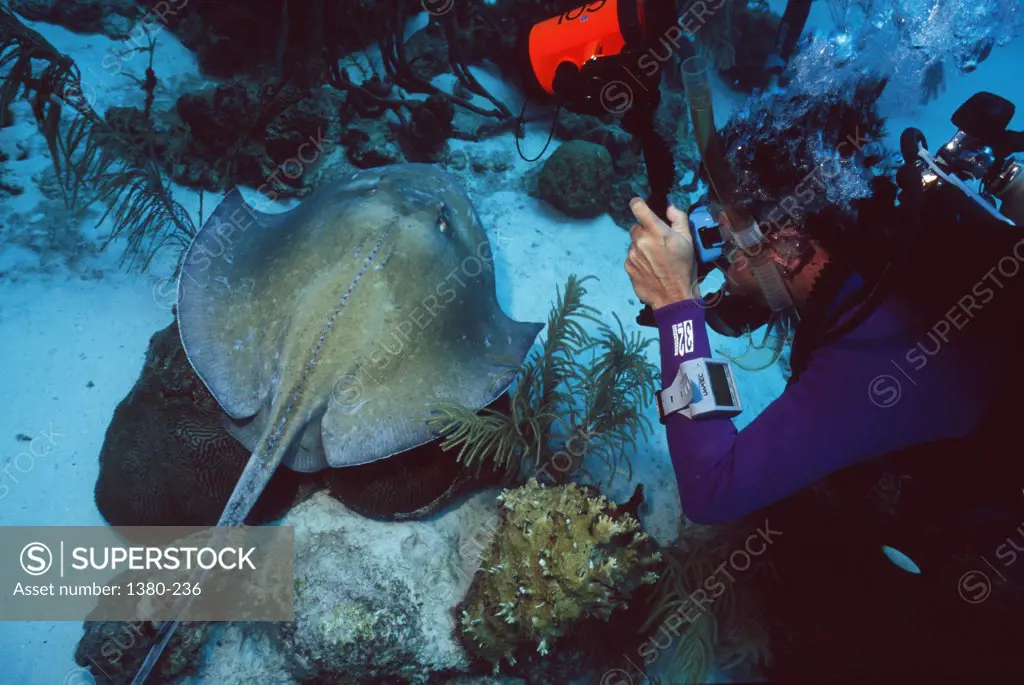 High angle view of a scuba diver taking photograph of a manta ray underwater