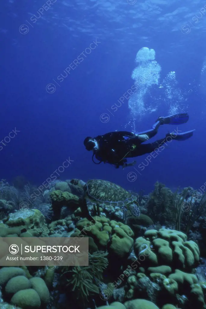 Scuba diver and a sea turtle underwater, Bonaire, Netherlands Antilles