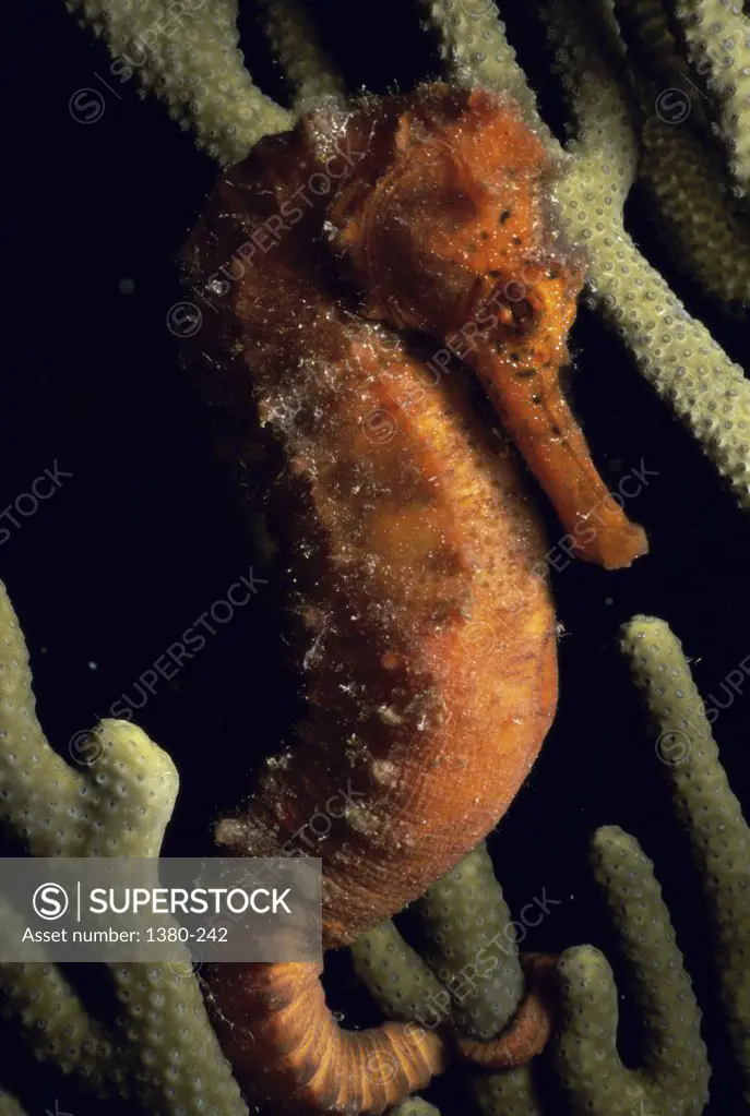 Side profile of a sea horse underwater, Los Roques, Venezuela