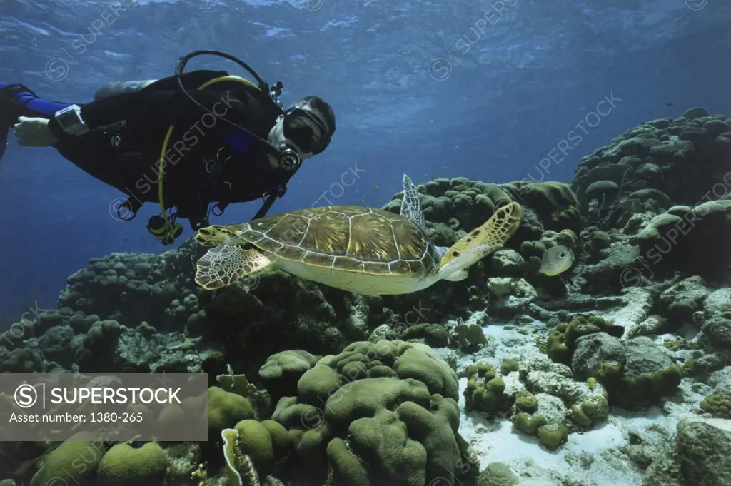 Close-up of a sea turtle and a scuba diver underwater
