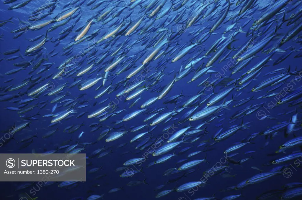 Close-up of a school of fish swimming underwater