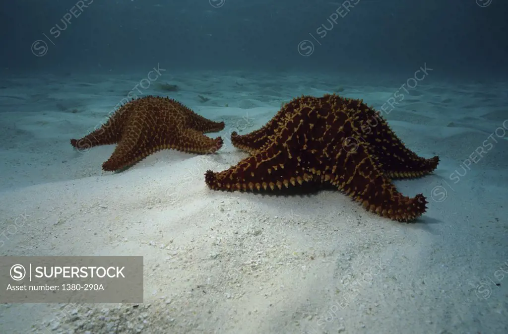 Two starfish on the ocean floor