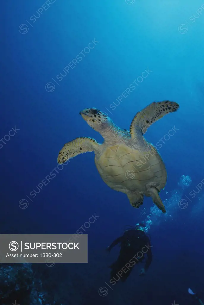 Low angle view of a sea turtle and a scuba diver underwater