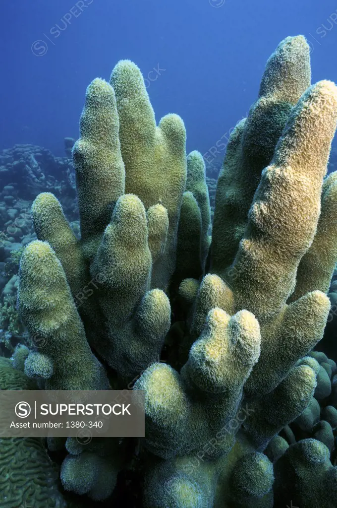 Close-up of a coral in the sea