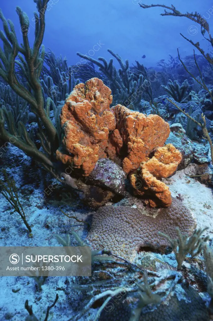 Close-up of sponges on the sea bed