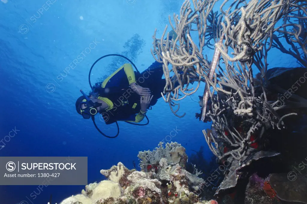 Low angle view of a scuba diver underwater, Bonaire, Netherlands Antilles
