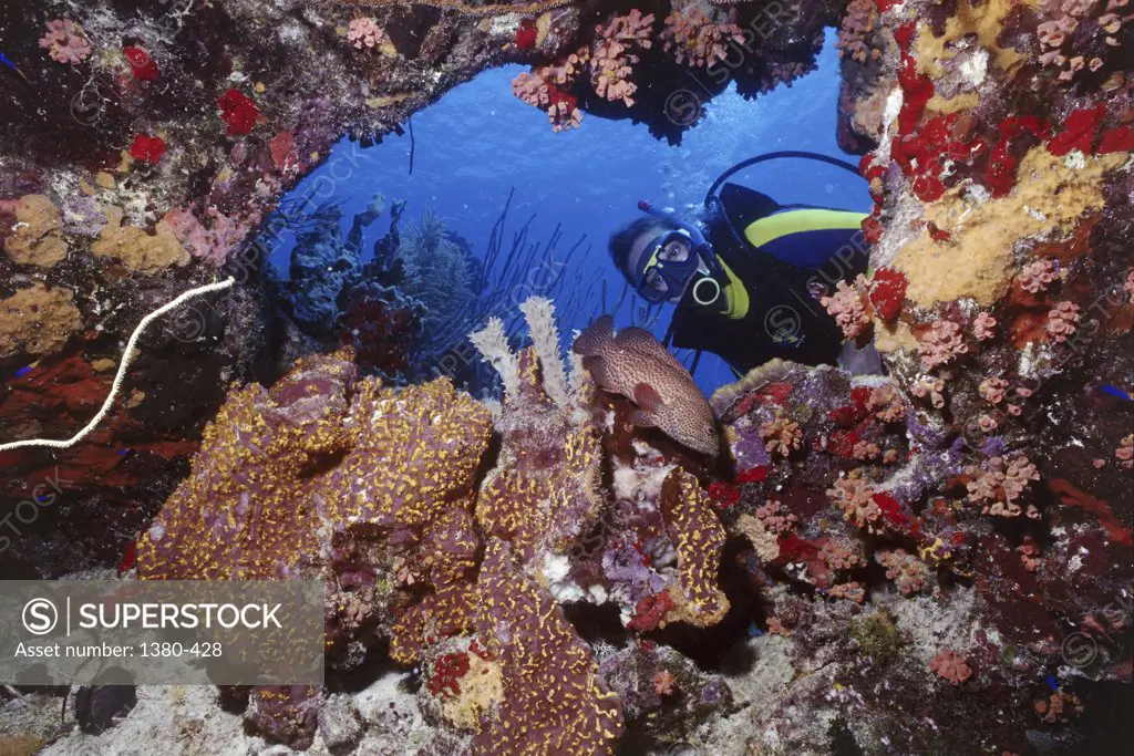 Low angle view of a scuba diver near a reef, Bonaire, Netherlands Antilles
