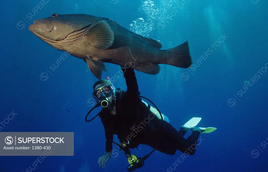 Low angle view of a scuba diver and a fish underwater, Cayman Islands