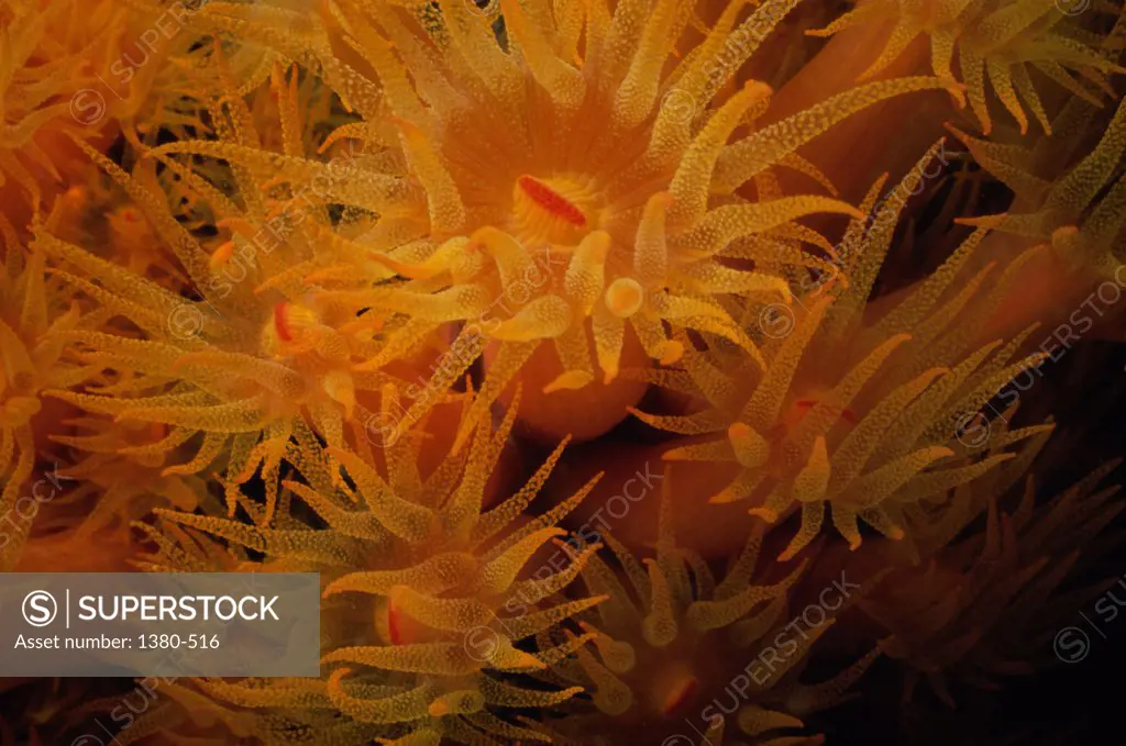 Orange Tube Coral